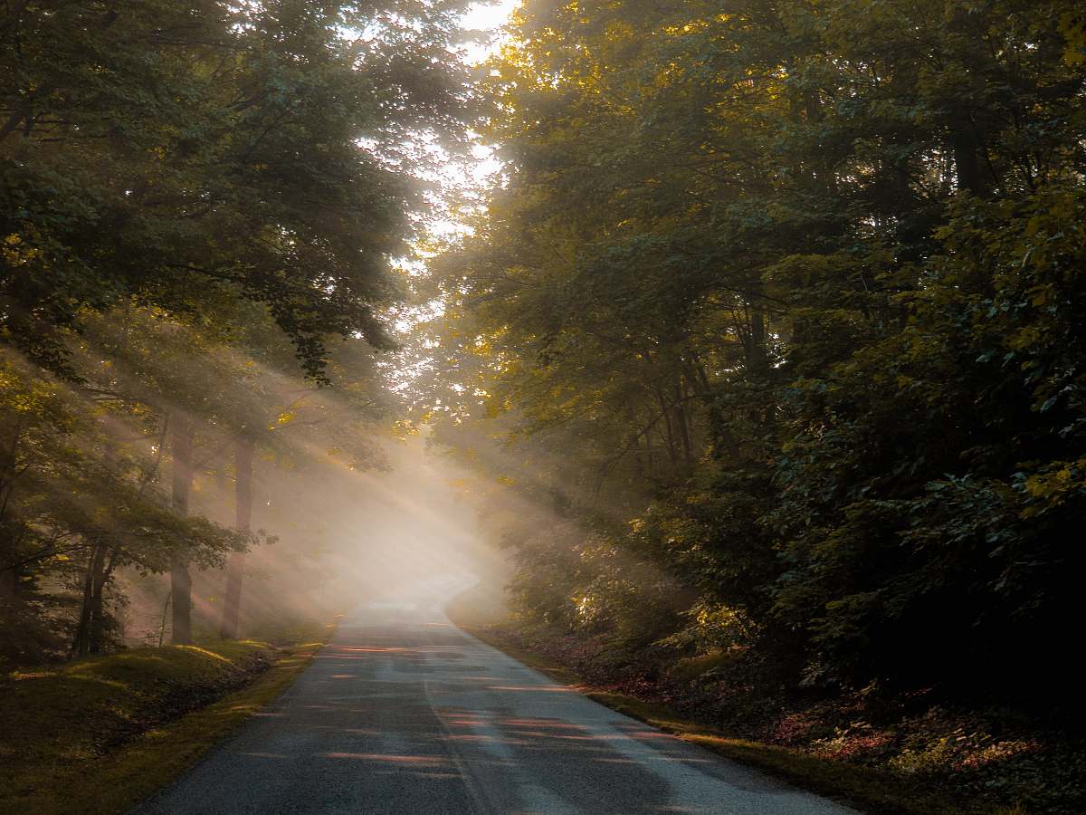 dirt road sun rays through the trees gravel